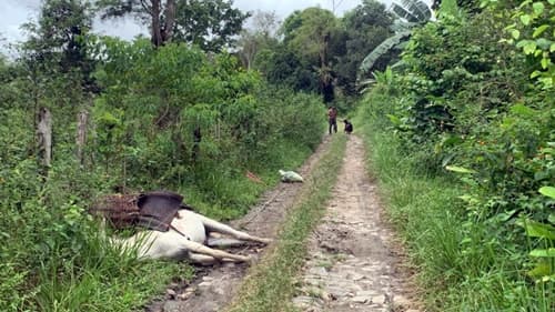 Trabalhador rural escapa de acidente com fio de alta tensão em Camamuzinho