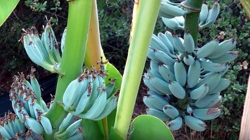 Banana Blue Java: Conheça a variedade com casca azul-prateada e textura de gelado