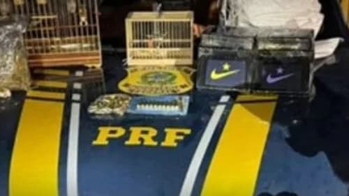 PRF apreende drogas, munições e aparelhos ilegais em Feira de Santana
