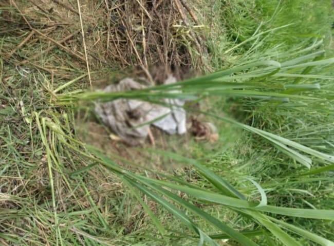 Itagibá: Ossada humana é encontrada em pasto de fazenda