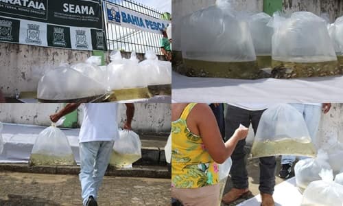 Ibirataia: Secretaria de Agricultura e Bahia Pesca realizará na próxima terça-feira, 28, entrega de 30 Mil Alevinos