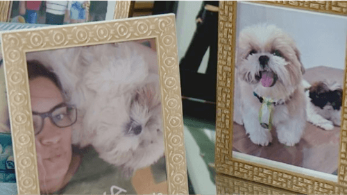 Cão da raça shih-tzu morre após ser esquecido em carro
