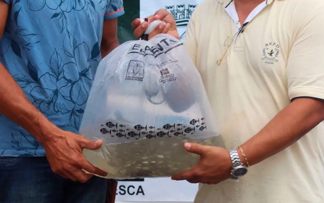 Prefeitura de Ibirataia fez a entrega de 50 mil alevinos