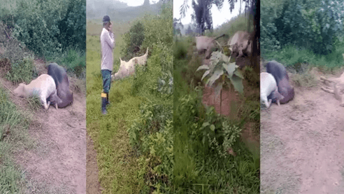 Raio mata seis cabeças de gado em propriedade rural em Presidente Tancredo Neves