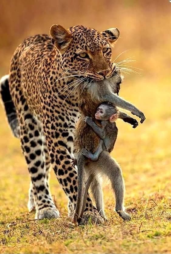 O comovente vínculo entre mãe e filho na selva selvagem