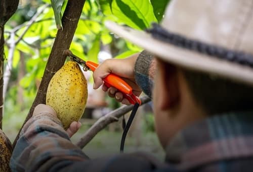 Mercado de Cacau atinge preço histórico, impulsionando investimentos no Brasil