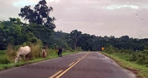 Ipiaú: Condutores voltam a registrar presença de animais na pista na saída para Ibirataia