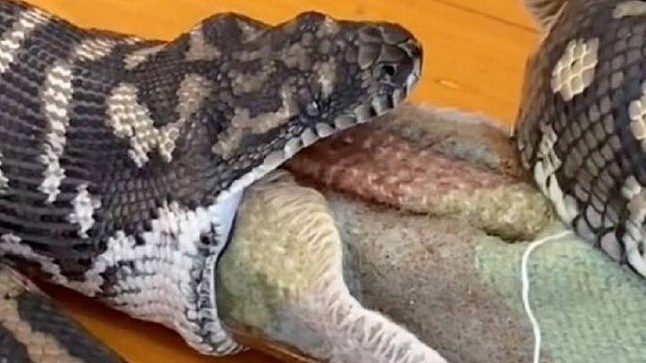 Píton invade casa para comer cachorro, mas se engasga com cobertor do pet