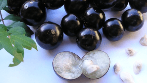 Benefícios da Jabuticaba para a Saúde: Uma fruta pequena com grande impacto