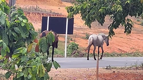 Ibirataia: Animais na pista são registrados na saída para o Distrito de Algodão.
