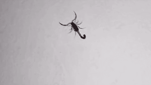 Ibirataia: Moradora encontra escorpião dentro de casa