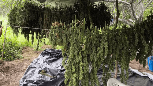 Três homens são presos com dez mil pés de maconha geneticamente modificada no norte da Bahia