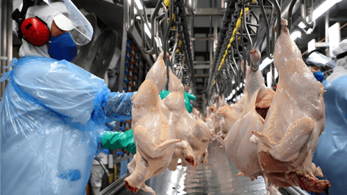 Preço da Carne de Frango Sobe pelo 3º Mês Consecutivo no Brasil