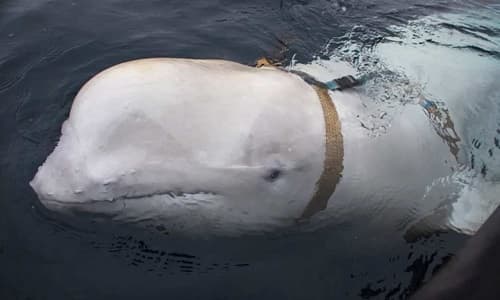 Acusada de ser espiã russa, baleia beluga é encontrada morta
