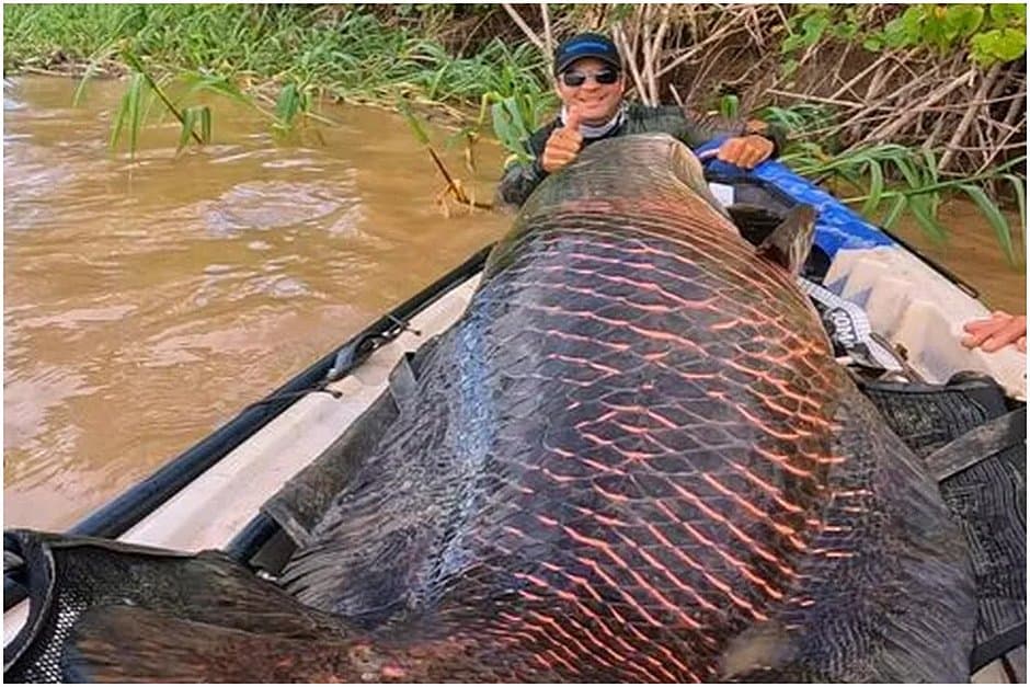 Pescadores fisgam pirarucu 'gigante' no Rio Madeira: 'sensação incrível'. Peixe tem mais de 2 metros e 100 kg.