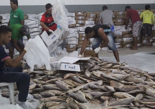 Prefeitura de Ibirataia faz entrega de peixe para a Semana Santa