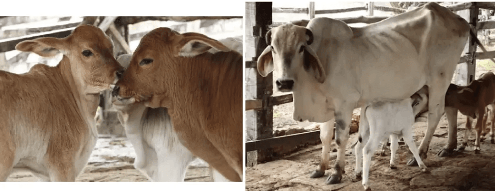 Vaca surpreende ao dar à luz trigêmeos no Sudoeste Baiano