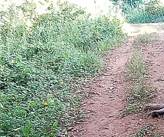 Gandu: Corpo do sexo masculino é encontrado em estrada vicinal