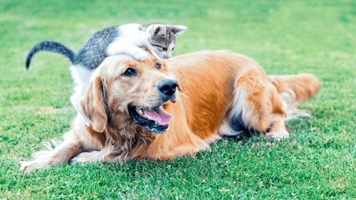 A partir de 2025, animais de estimação terão carteira de identidade nacional