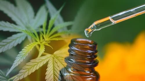 Estudante de Conceição do Coité obtém autorização judicial para cultivar Cannabis Medicinal