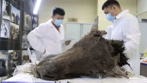 Os cientistas querem clonar um bisão extinto desenterrado do pergelissolo da Sibéria