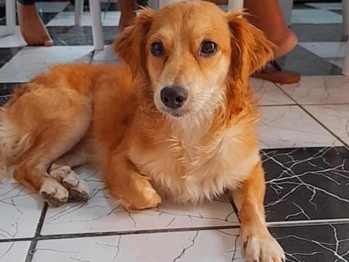 Tutora oferece recompensa de R$ 1 mil por cadela desaparecida em Ipiaú