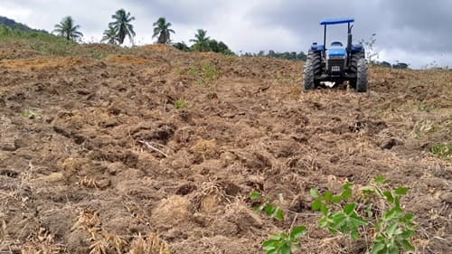 Ibirataia: Prefeitura investe no melhoramento de pastos