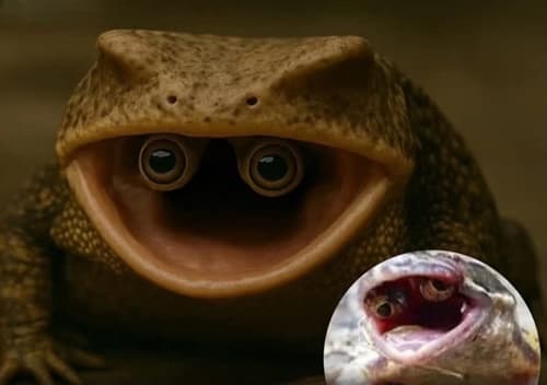 Sapo com olhos na boca intriga cientistas no Canadá