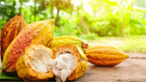 Preço do cacau despenca para R$ 250,00 no sul da Bahia