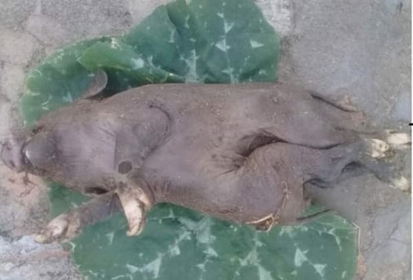 Porco nasce com uma cabeça e dois corpos na região de Guanambi