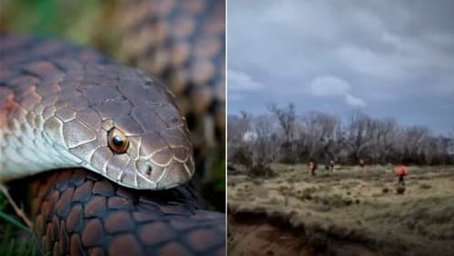 Mulher de 48 anos sobrevive a queda e picada de cobra venenosa nas Snowy Mountains