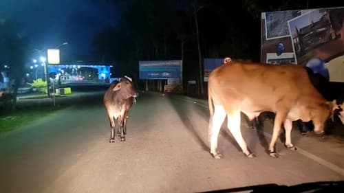 Ibirataia: Animais na pista geram preocupações para motoristas