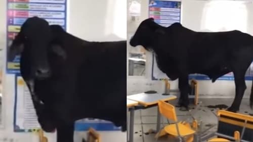 Duas crianças ficam feridas após boi invadir escola