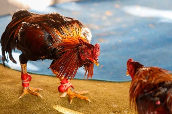 Confusão em rinha de galos deixa 3 mortos na Bahia