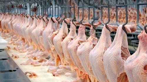 Preço da Carne de Frango sobe pelo terceiro mês consecutivo no Brasil