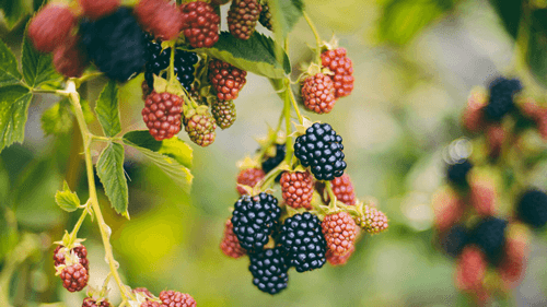 Benefícios da amora para a saúde: Um superalimento natural