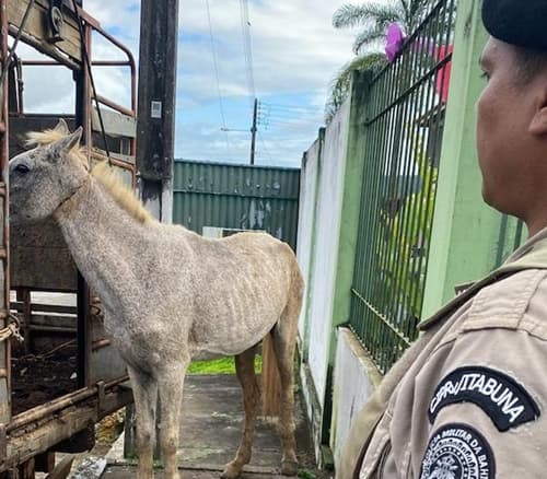 PRE inicia operação para apreender animais em rodovias estaduais na região