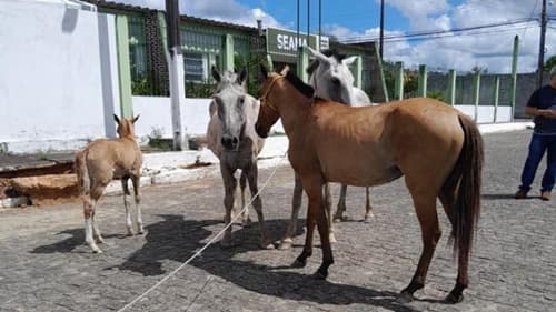 Ibirataia: Secretaria Municipal de Agricultura realiza apreensão de animais soltos no município